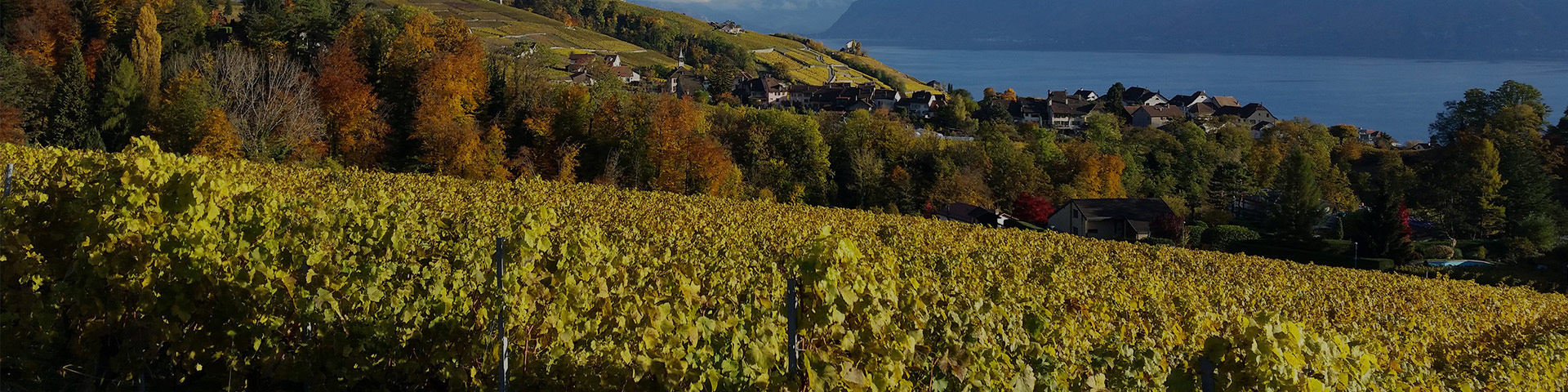Domaine Paschoud - Vigne du Lavaux